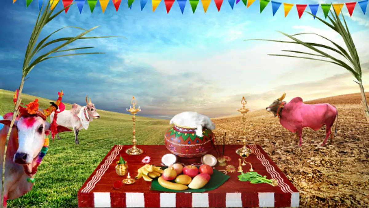 HARVESTING FESTIVAL OF TAMIL NADU