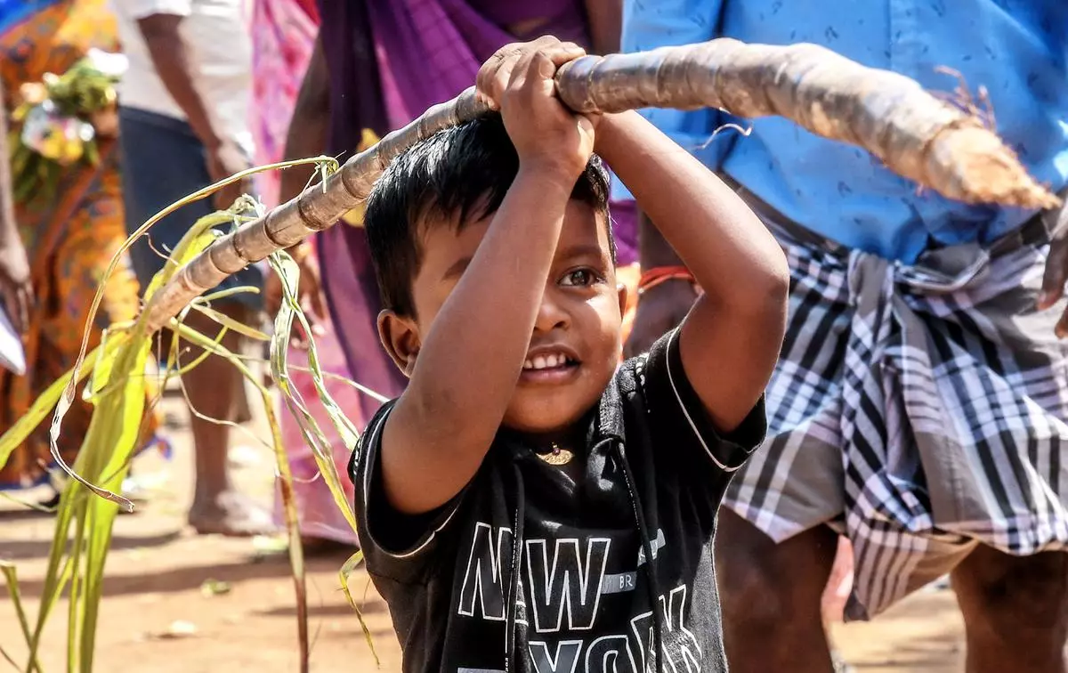 HARVESTING FESTIVAL OF TAMIL NADU