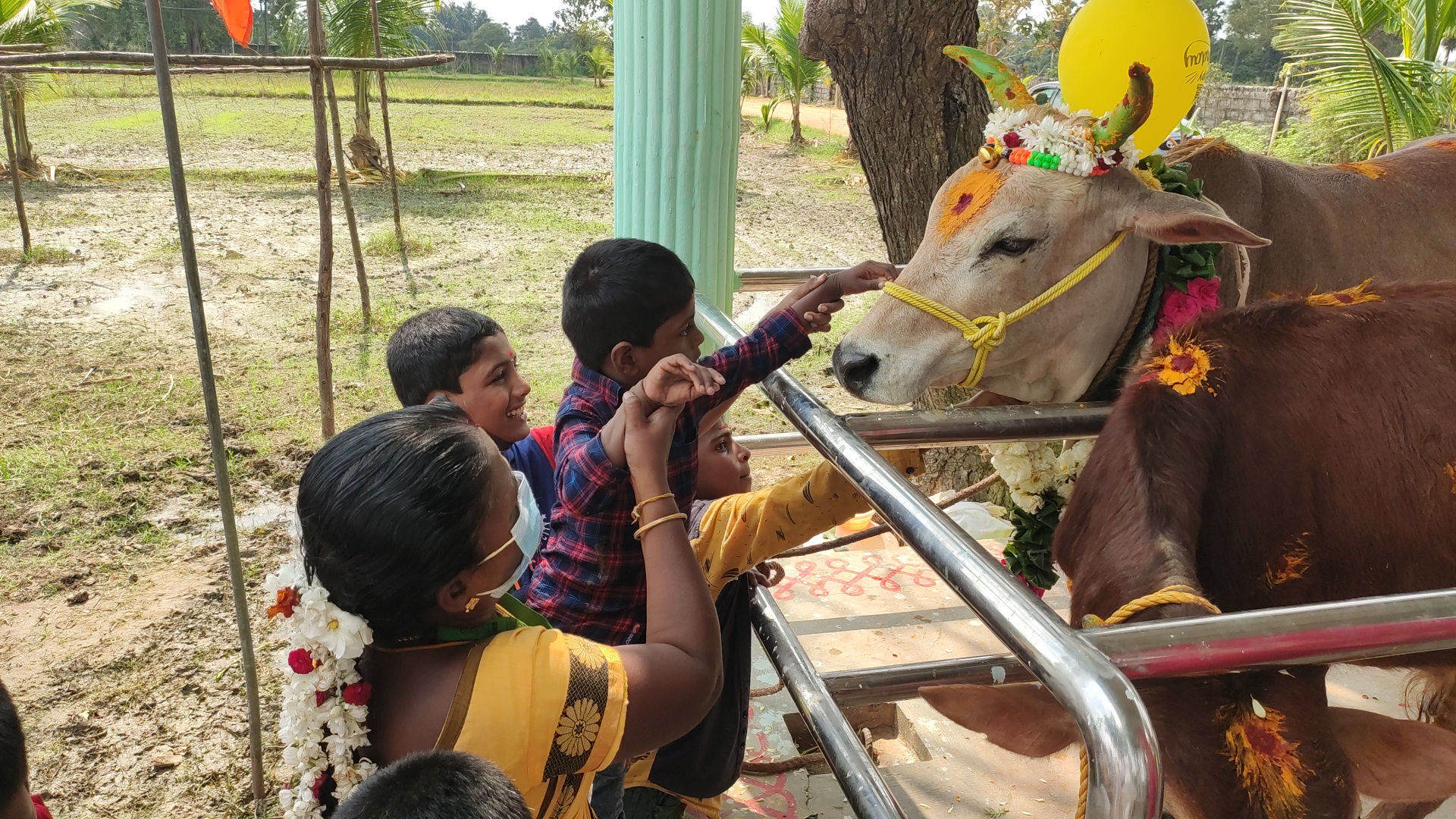 PONGAL FESTIVAL IN TAMIL | பொங்கல் பண்டிகை & வரலாறு